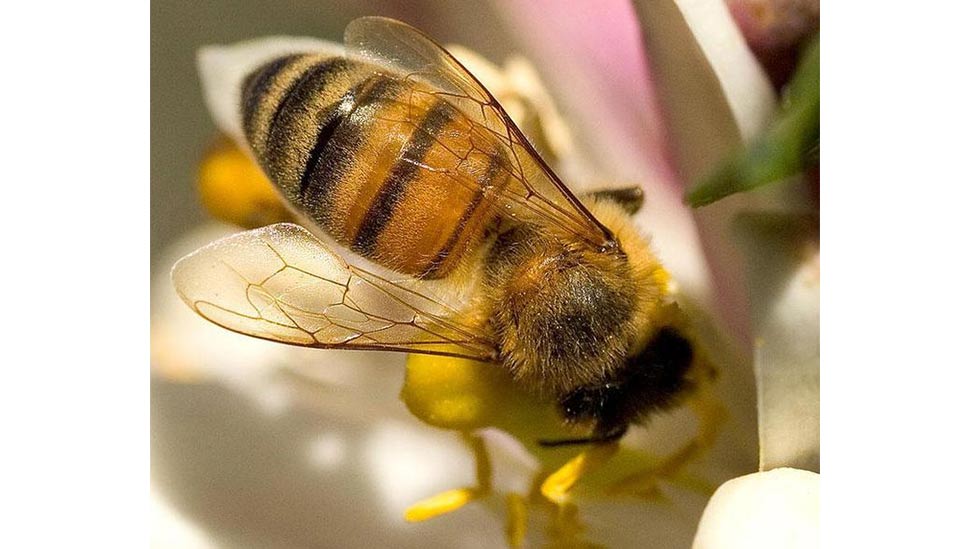 Balkon Bahçeleri-Çatı Petekleri