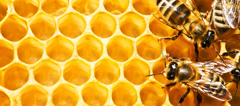 MEVSİMSEL ALERJİ SORUNUM İÇİN DOĞAL HANGİ BESİNİ TÜKETMEM GEREKİR?