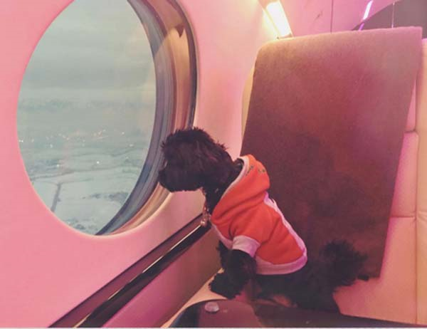 YILDIZ İSİMLER DÜNYA HAYVANLAR GÜNÜNÜ BÖYLE KUTLADI