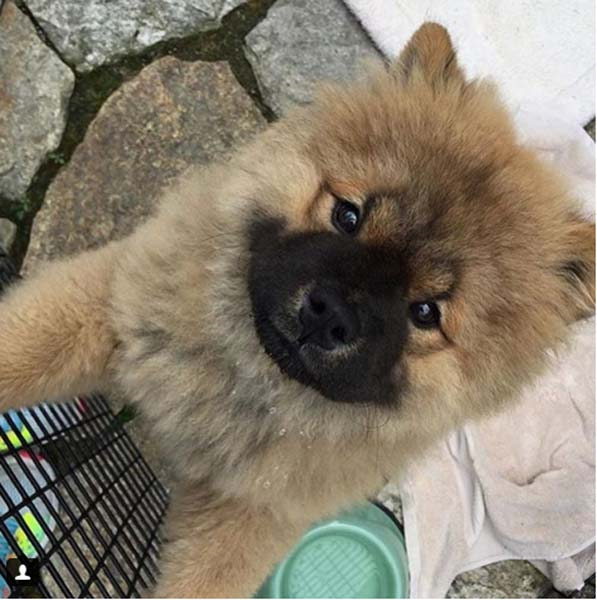 YILDIZ İSİMLER DÜNYA HAYVANLAR GÜNÜNÜ BÖYLE KUTLADI