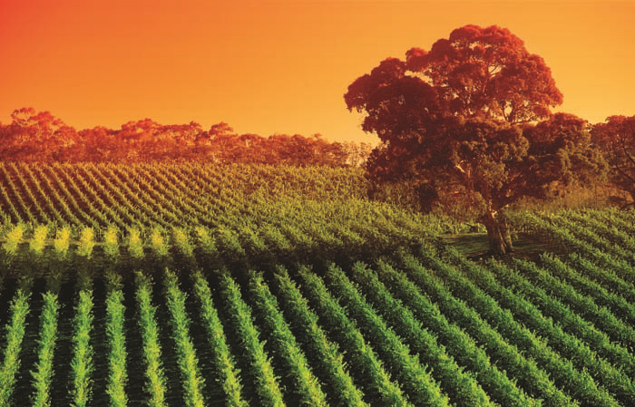 AVUSTRALYA’NIN EŞSİZ ŞARAP ROTASI;  ADELAİDE