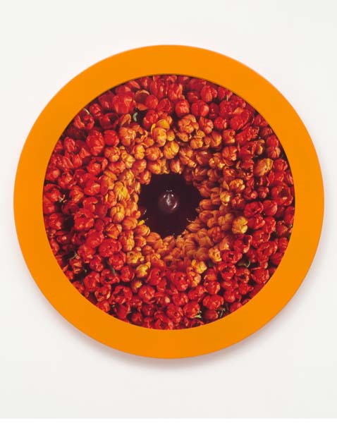 İNGİLTERE’DE TÜRK LALELERİ