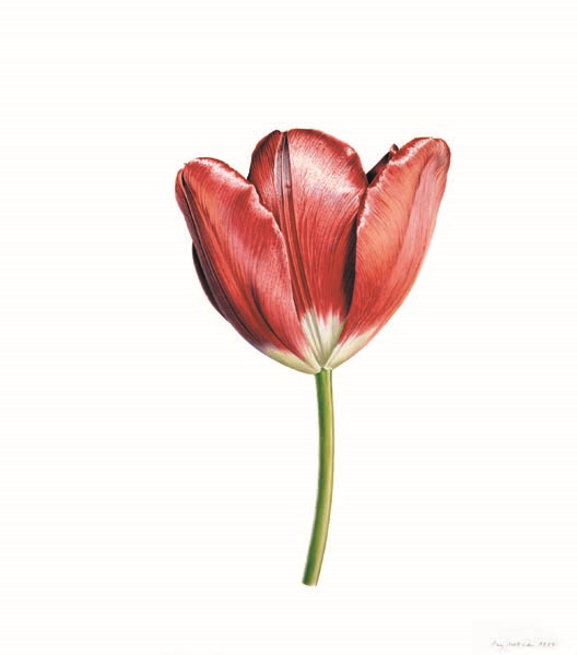 İNGİLTERE’DE TÜRK LALELERİ