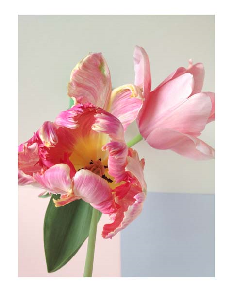 İNGİLTERE’DE TÜRK LALELERİ