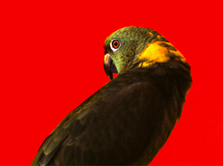 POP ART İKONU MÜNİHTE