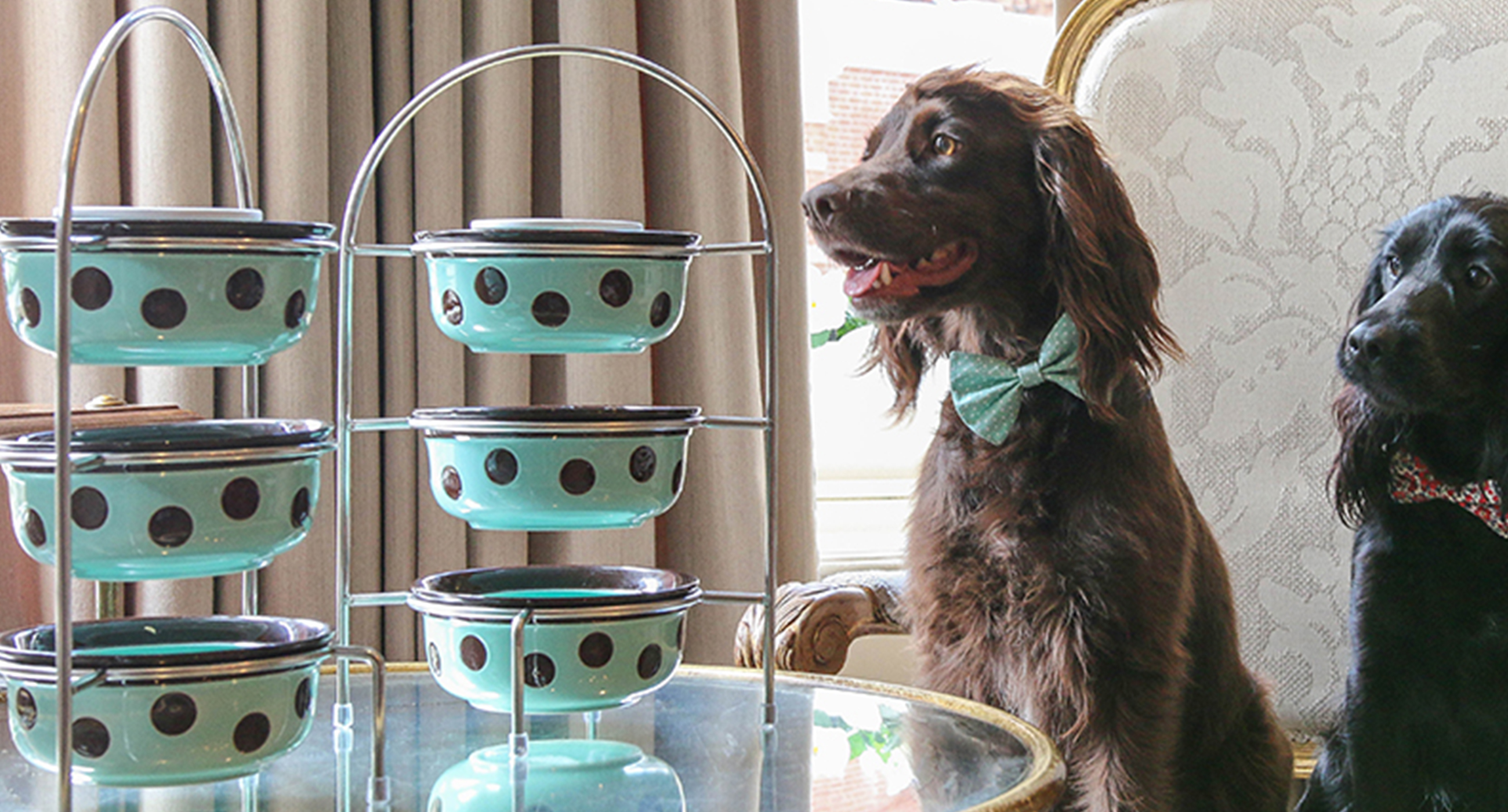 KÖPEKLERE ÖZEL ÇAY SAATİ