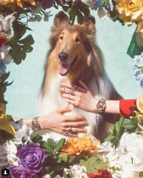 GUCCI, KÖPEK YILINI KUTLUYOR