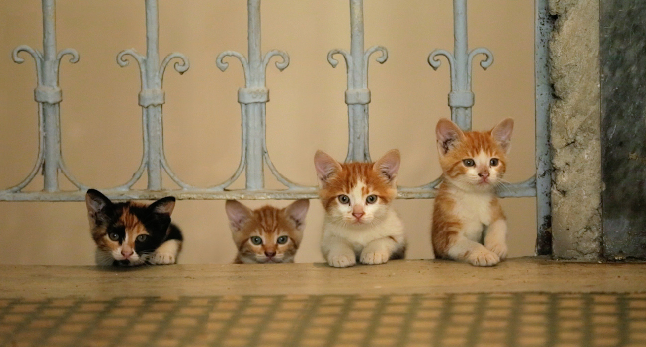 Pera Müzesi'nde Kedi Filmi
