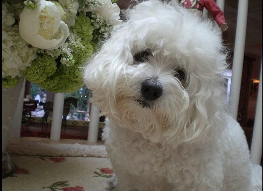 KÖPEK SEVGİSİNE FARKLI BOYUT