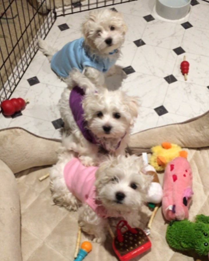 KÖPEK SEVGİSİNE FARKLI BOYUT