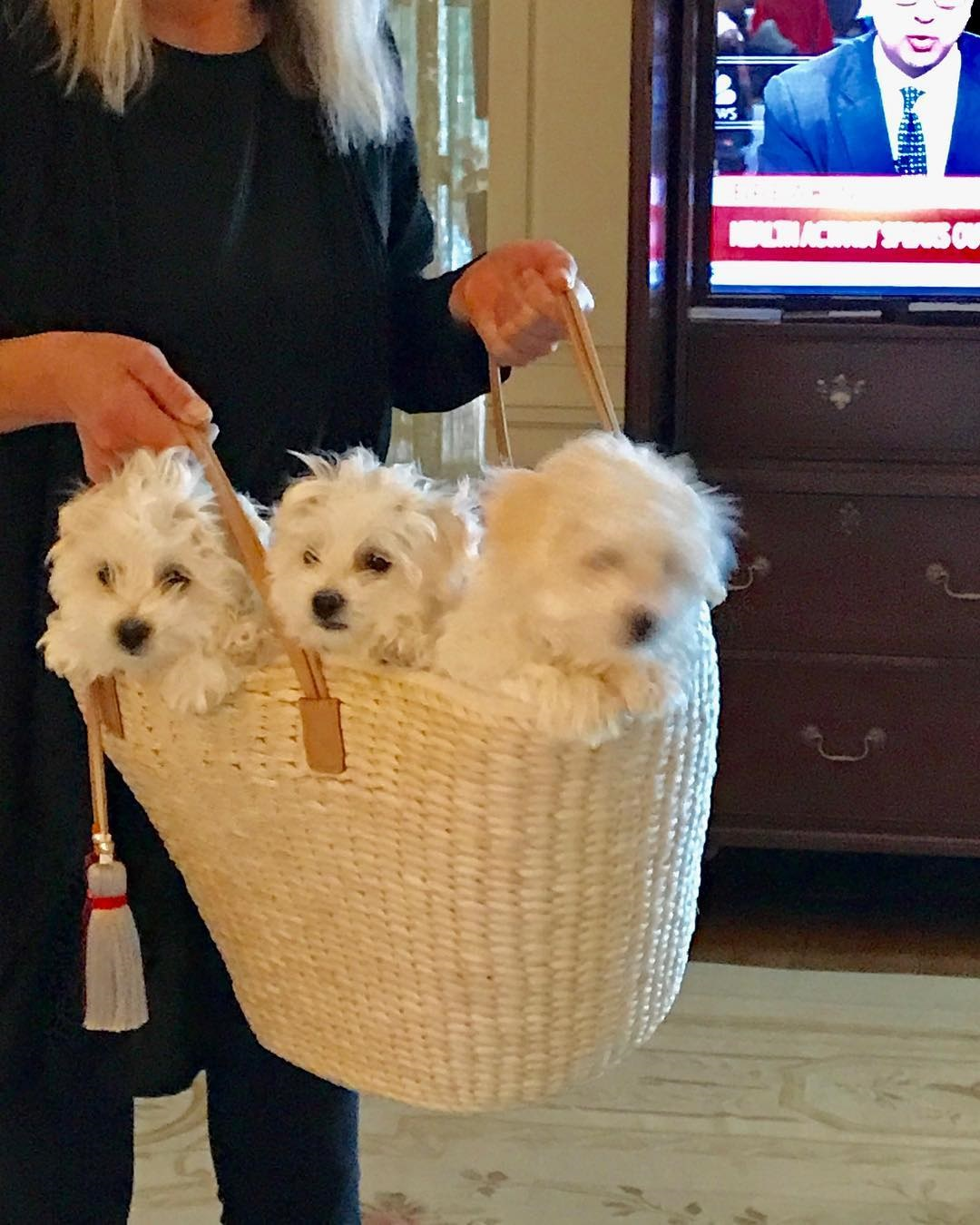 KÖPEK SEVGİSİNE FARKLI BOYUT