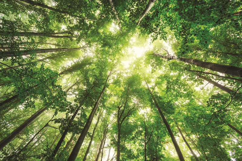 SUZAN TOPLUSOYUN LÜKSLERİ