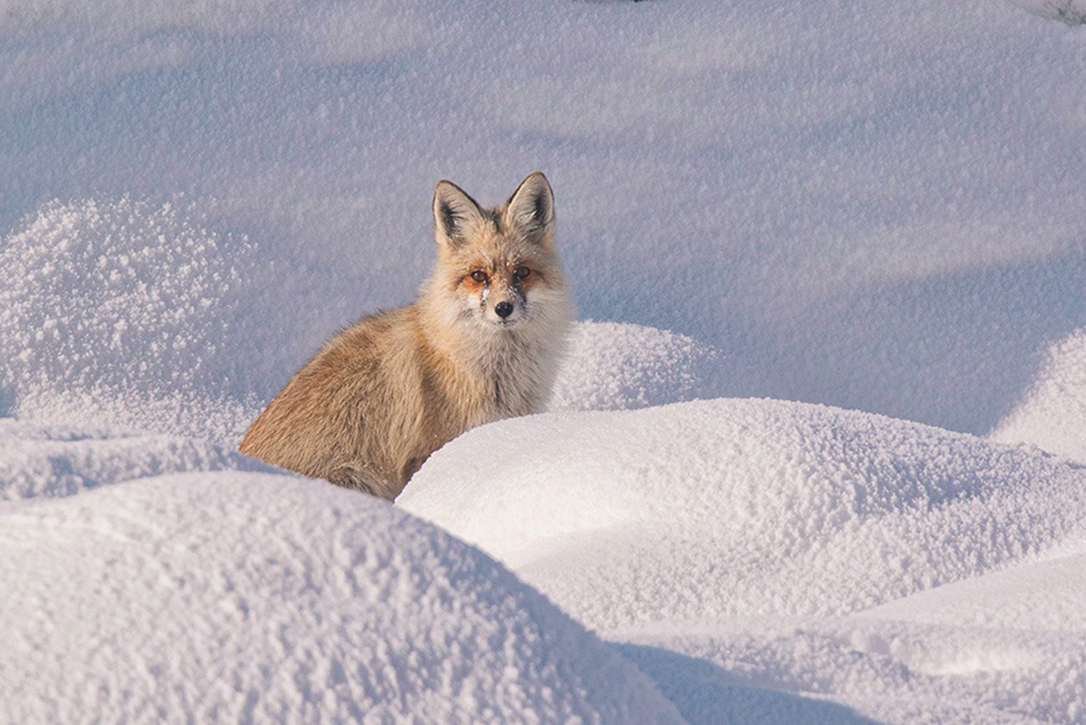 KAYA’NIN OBJEKTİFİNDEN