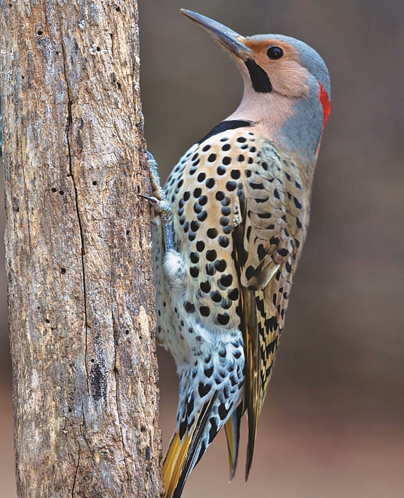 HAFTANIN TASARIMCISI: İREM ÖZYURTÇU