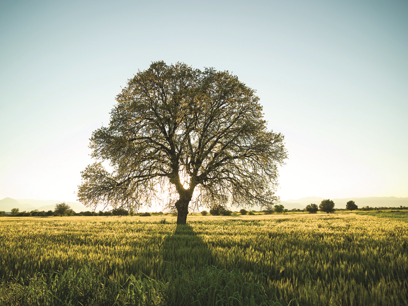 HAFTANIN TASARIMCISI: BATYA KEBUDİ
