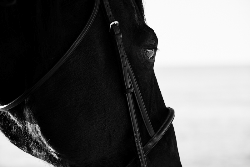 LONGCHAMP & KENDALL JENNER 