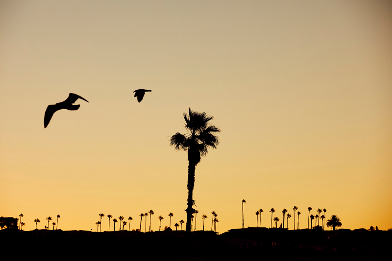 LONGCHAMP & KENDALL JENNER 