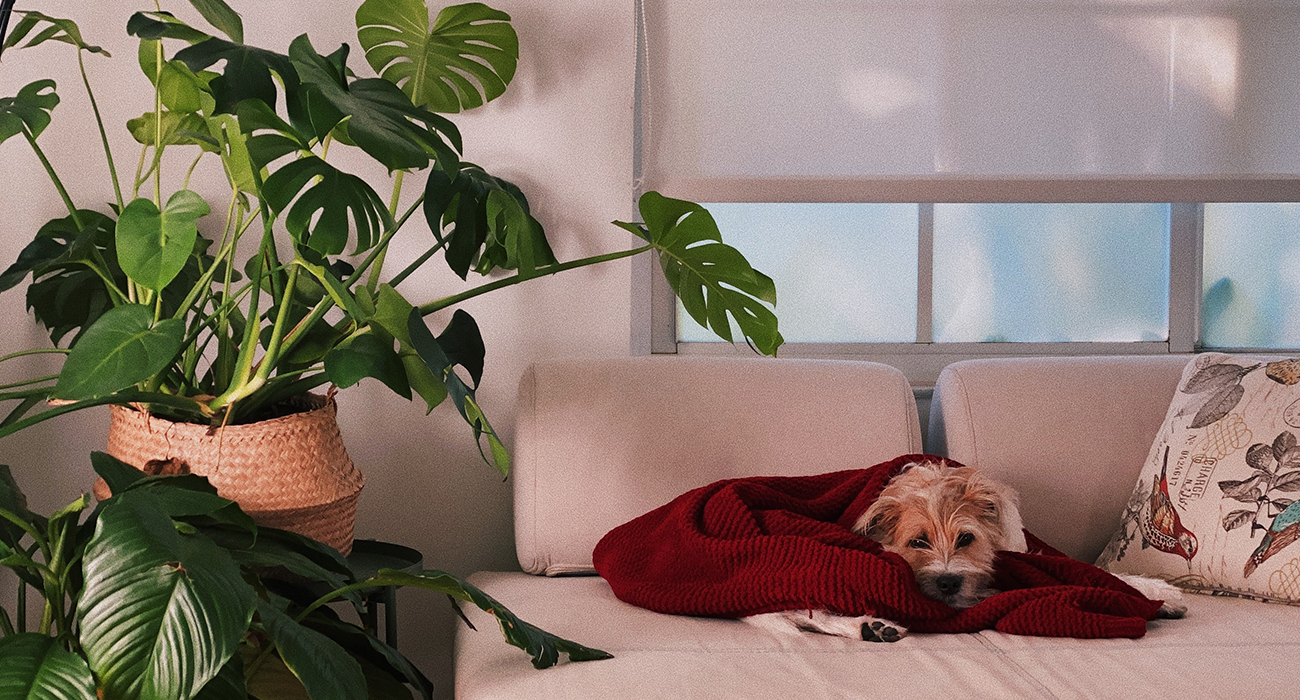 RAHATLATICI EV BİTKİLERİ