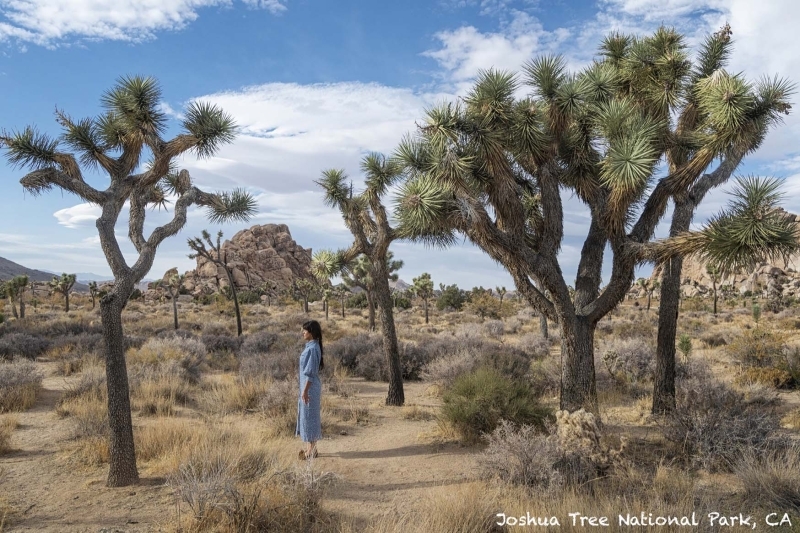 Faraway'den Desert Song Koleksiyonu