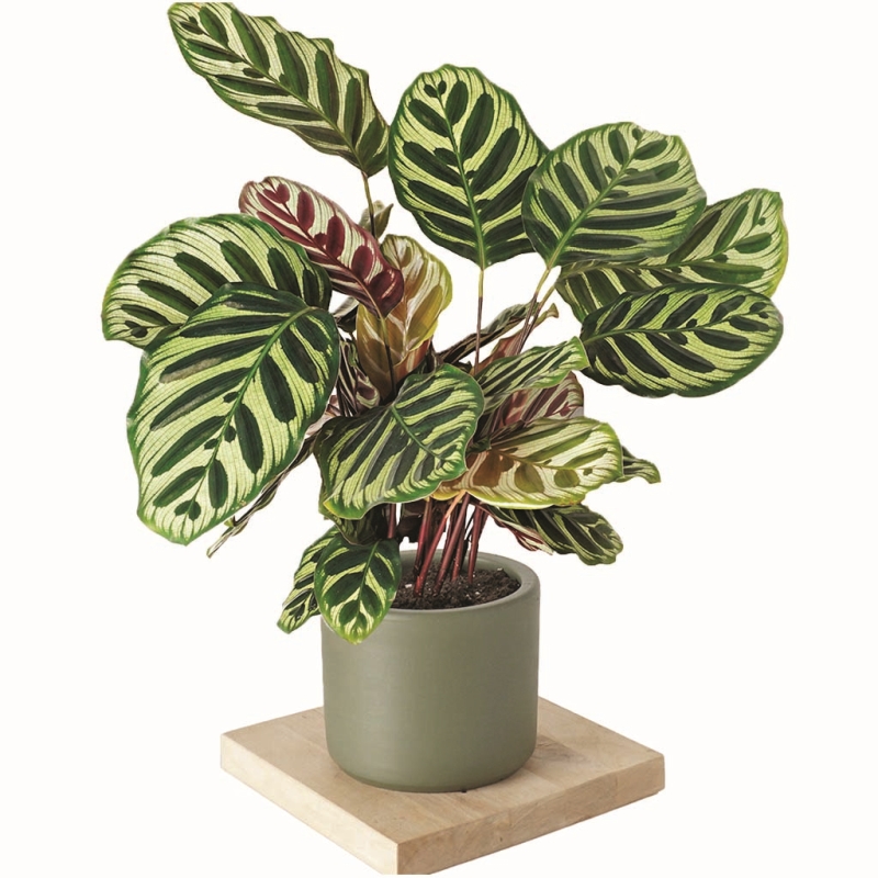 Ev Dekorasyonunda Tropikal Etki