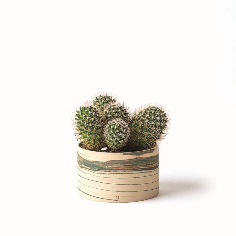 Ev Dekorasyonunda Tropikal Etki