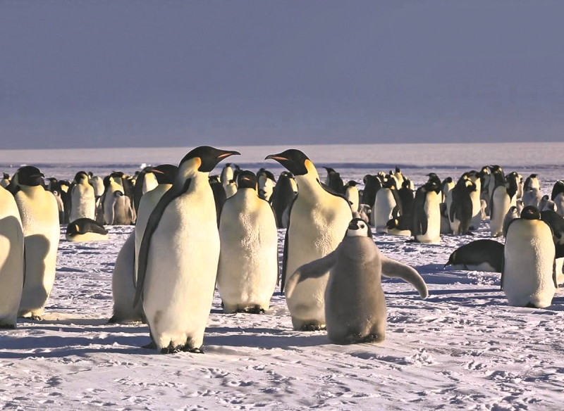 Çocuklarınızla İzleyebileceğiniz Eğitici ve İlham Verici Belgeseller