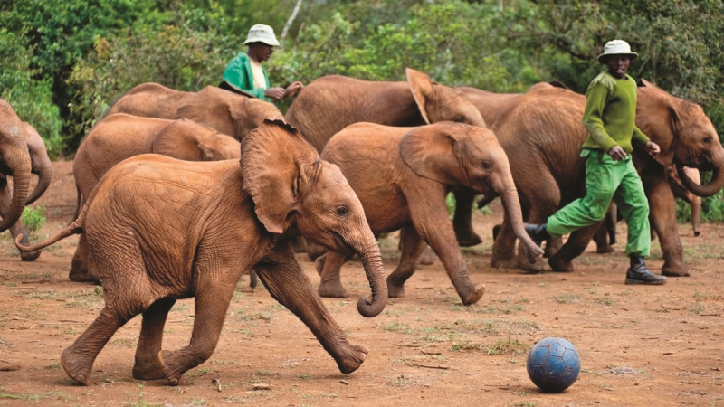 Çocuklarınızla İzleyebileceğiniz Eğitici ve İlham Verici Belgeseller