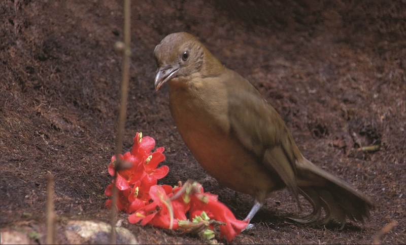 Çocuklarınızla İzleyebileceğiniz Eğitici ve İlham Verici Belgeseller