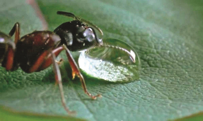 Çocuklarınızla İzleyebileceğiniz Eğitici ve İlham Verici Belgeseller