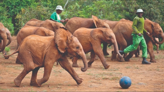 Çocuklarınızla İzleyebileceğiniz Eğitici ve İlham Verici Belgeseller