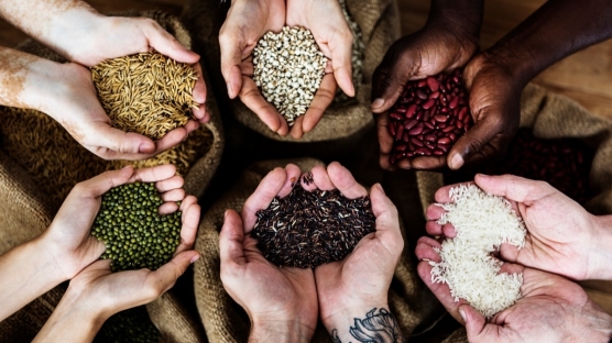 Sindirim Sistemini Destekleyen Besinler