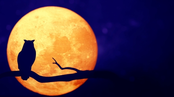 Yıldız Falı Nasıl Bakılır? Yıldız Falı Gerçek Mi?