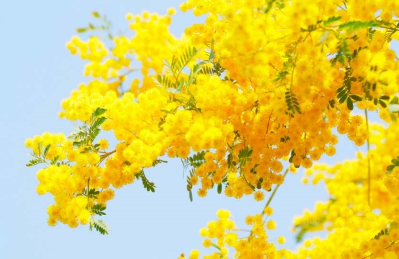 En Güzel Mimozalı Parfümler