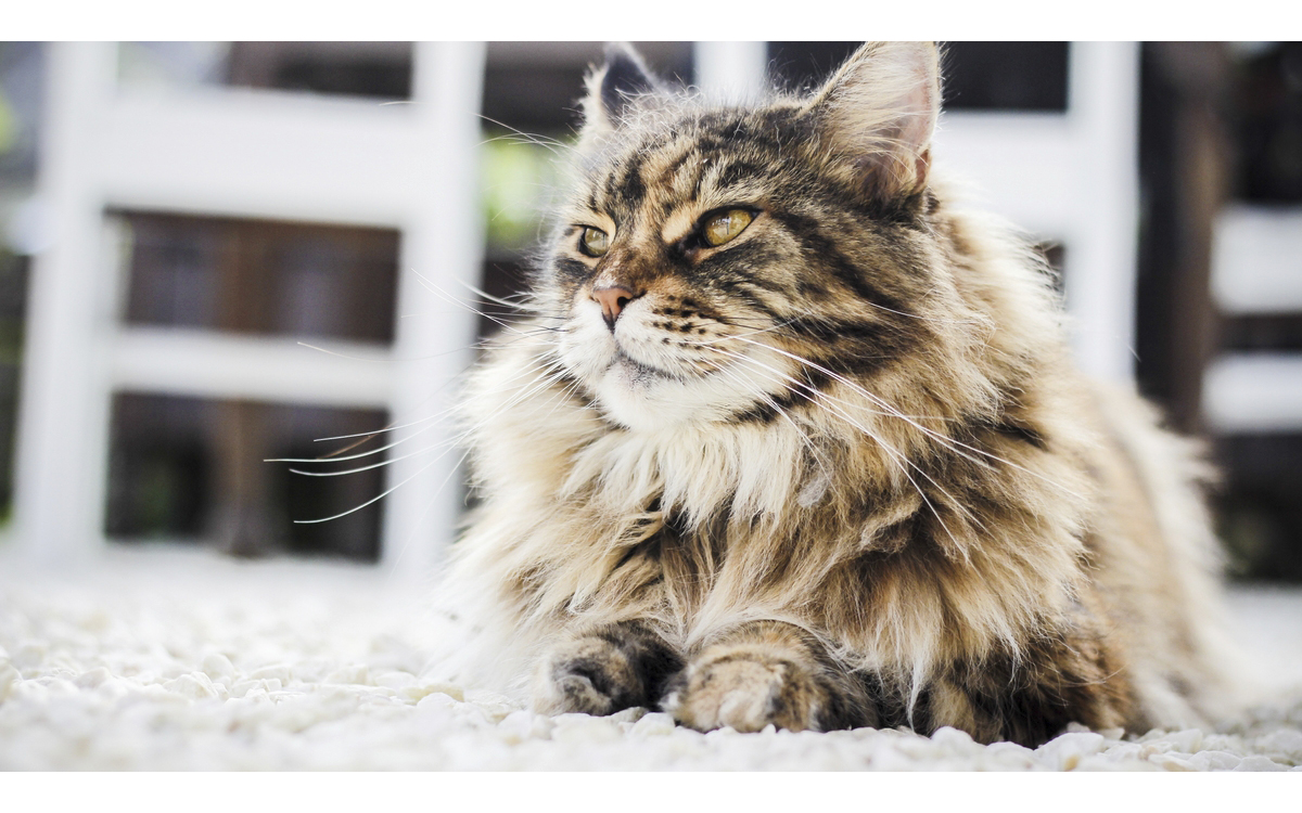 Bir kedinin güveni nasıl kazanılır? 6 Davranış