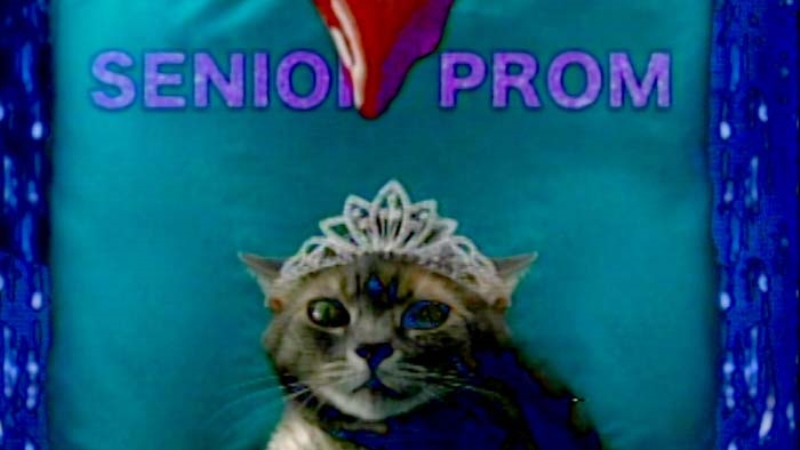 Pera Müzesi'nde Kedi Filmi