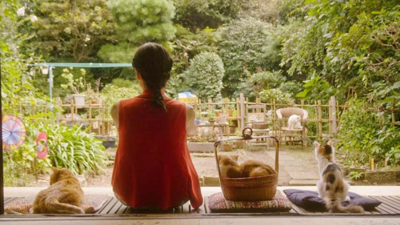 Pera Müzesi'nde Kedi Filmi