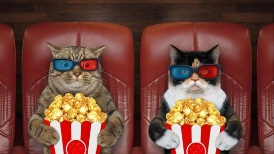 Mutlaka İzlemeniz Gereken En İyi 15 Kedi Filmi Önerisi